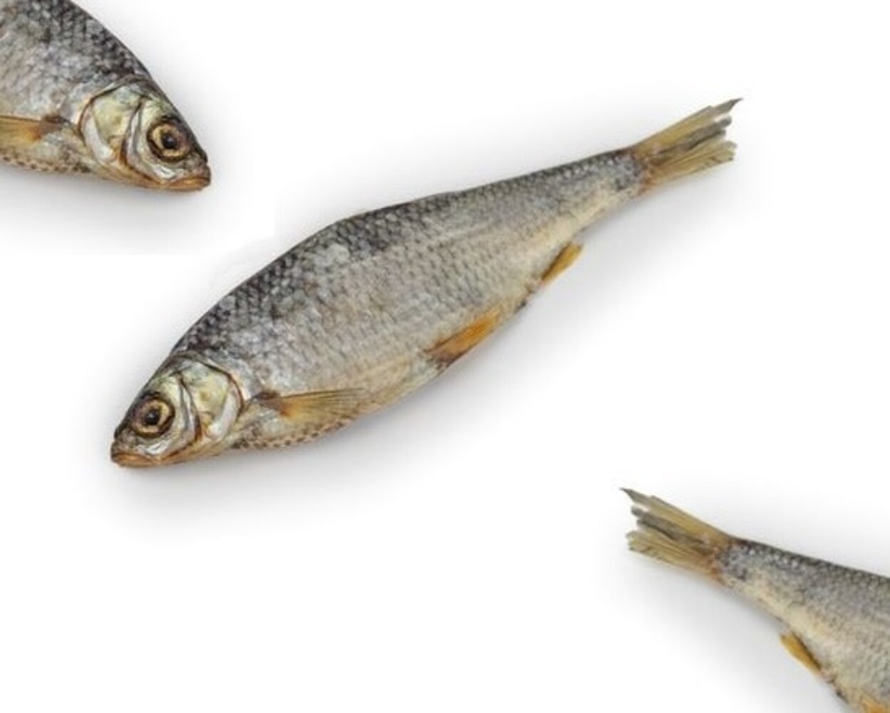 Bark-Bite Bark-Bite Fish - Voorn - 200 gram Bark-Bite Bark-Bite Fish - Voorn - 200 gram