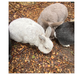 Herbimals Herbimals Bosbodembedekking - 40 liter