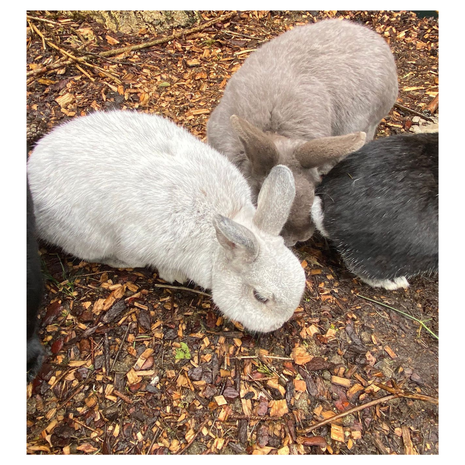 Herbimals Herbimals Bosbodembedekking - 40 liter