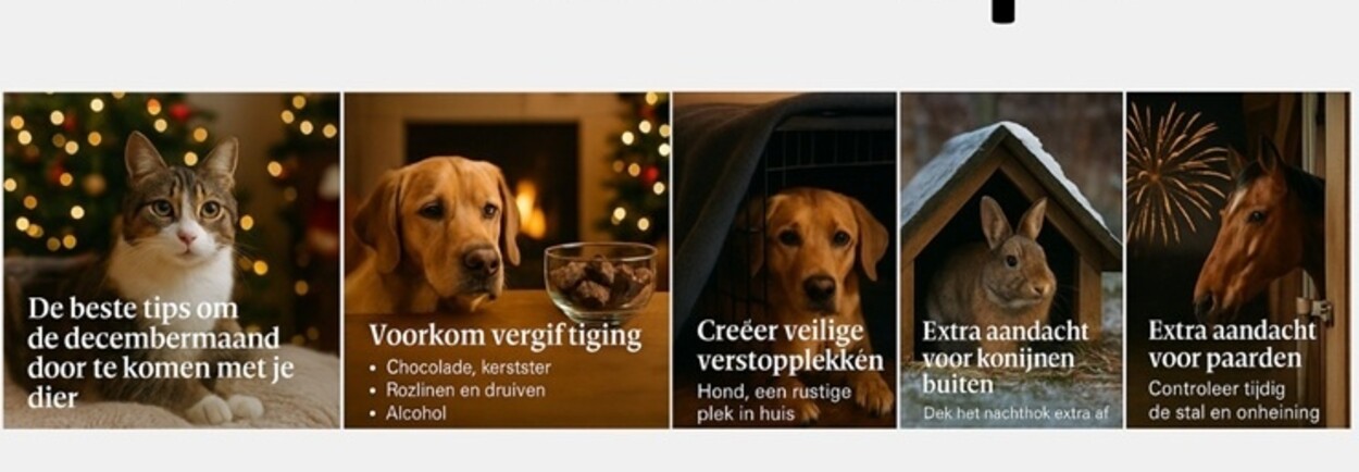 De beste tips om de decembermaand door te komen met je dier. De beste tips om de decembermaand door te komen met je dier.