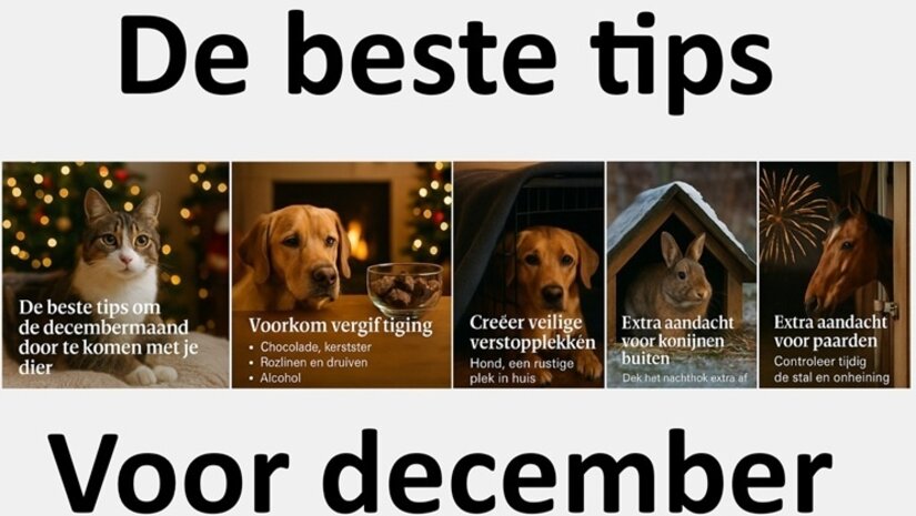 De beste tips om de decembermaand door te komen met je dier.