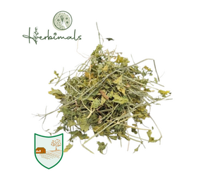 Herbimals Herbimals Peterselieplant - grof Herbimals Herbimals Peterselieplant - grof