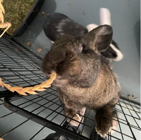 Herbimals Herbimals stengeldoosje