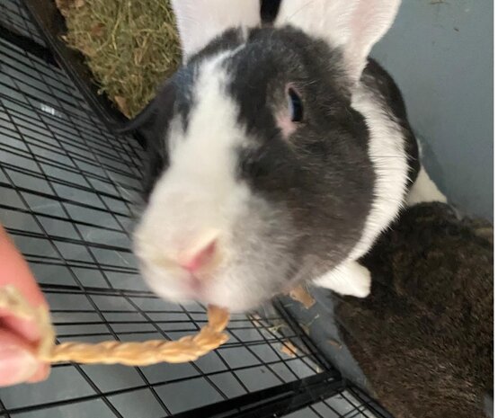 Herbimals Herbimals stengeldoosje