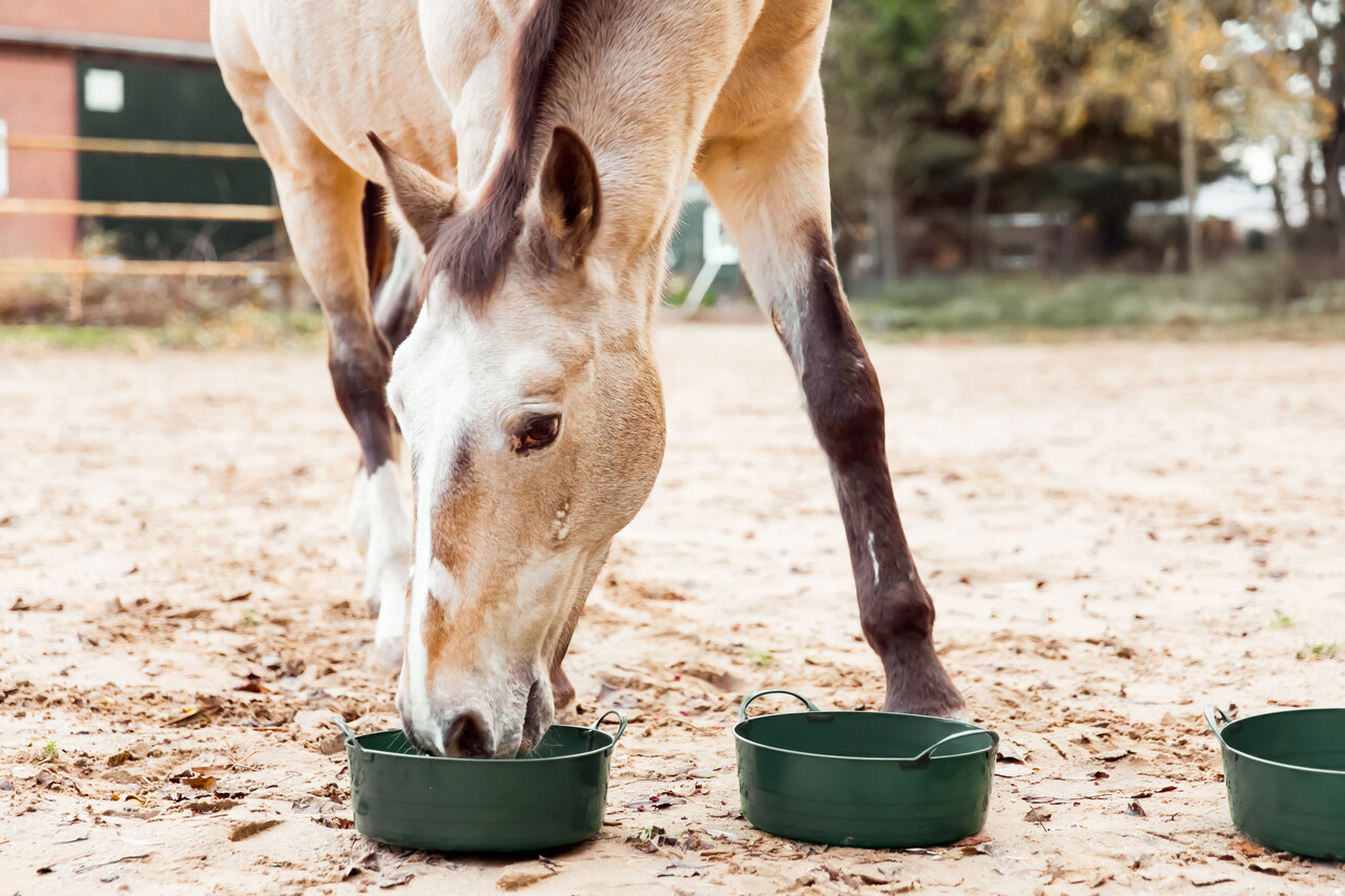 Kruidenbar paard - pony - ezel Kruidenbar paard - pony - ezel