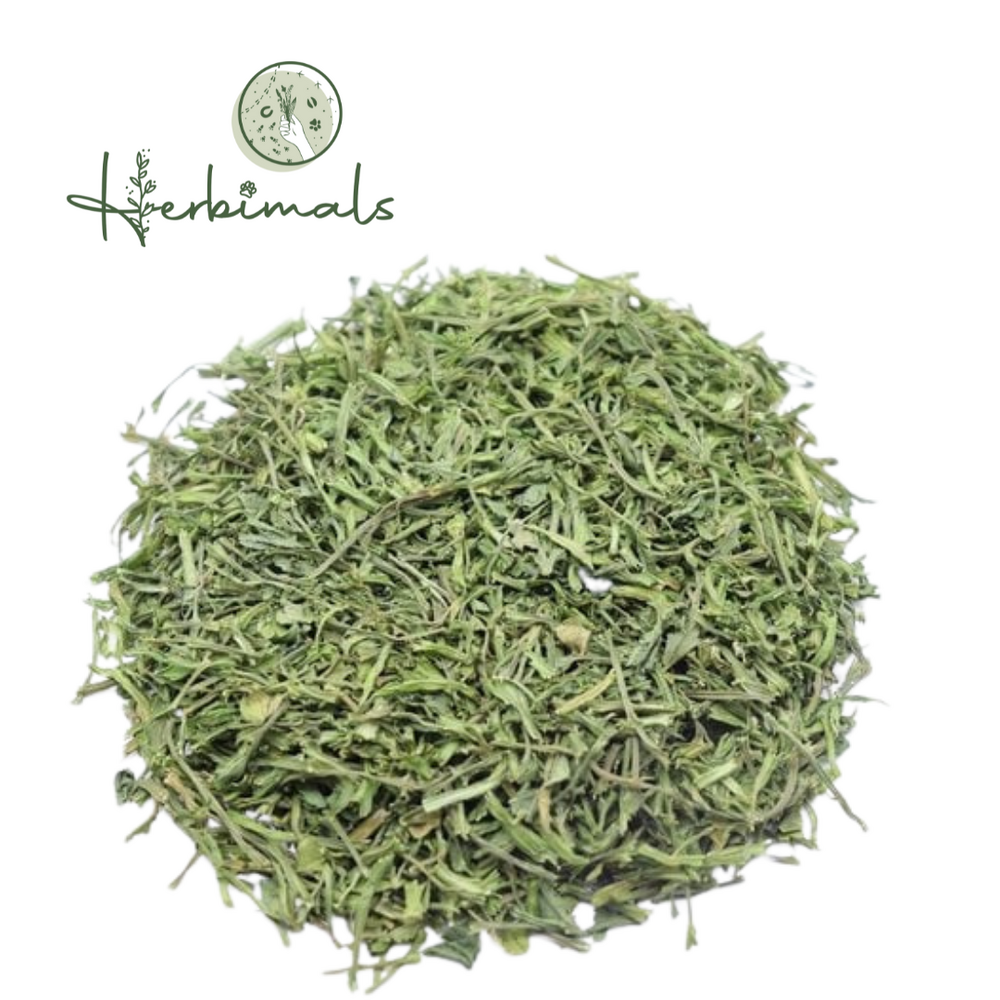 Herbimals Herbimals Selderijsteeltjes Herbimals Herbimals Selderijsteeltjes