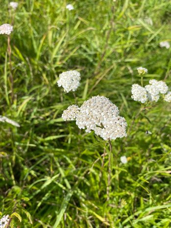 Herbimals Herbimals Duizendblad - grof