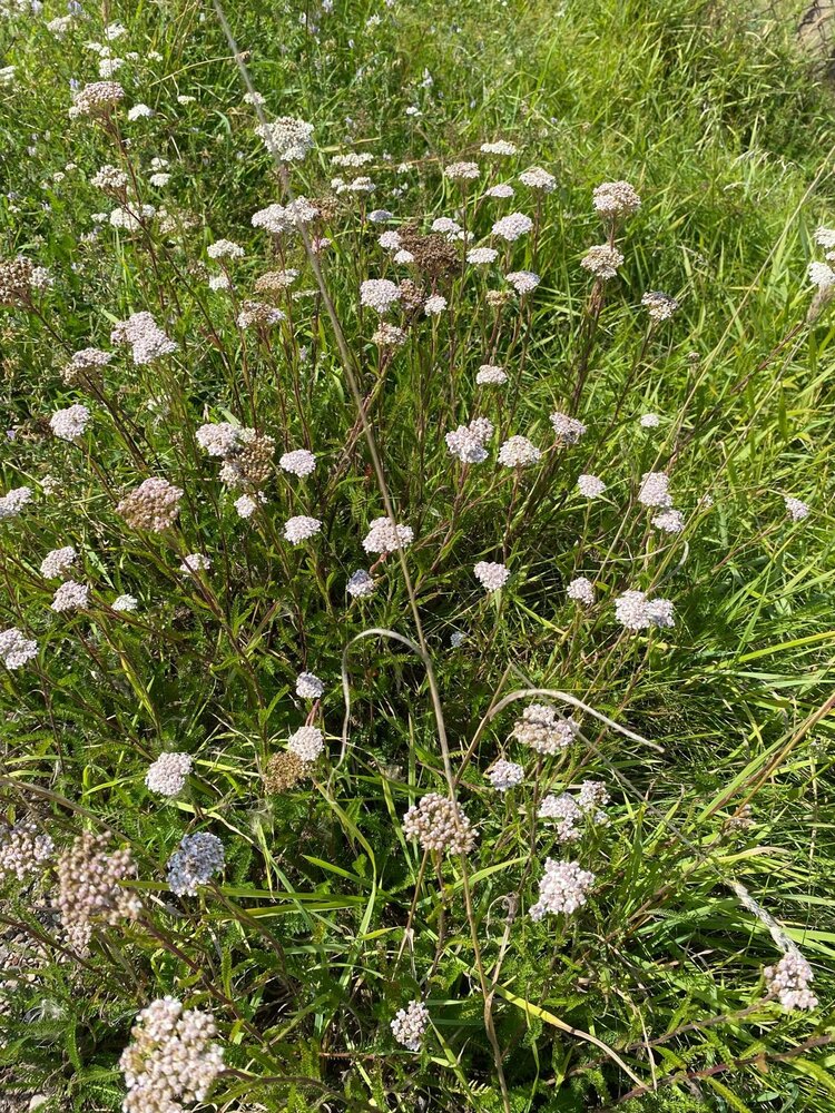 Herbimals Herbimals Duizendblad - grof