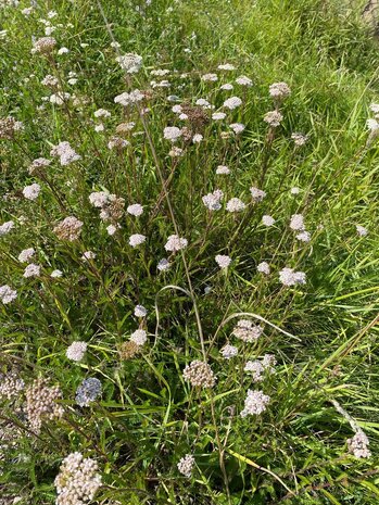 Herbimals Herbimals Duizendblad - grof