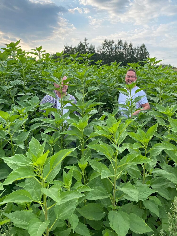 Herbimals Herbimals Aardpeerplant - grof gehakseld