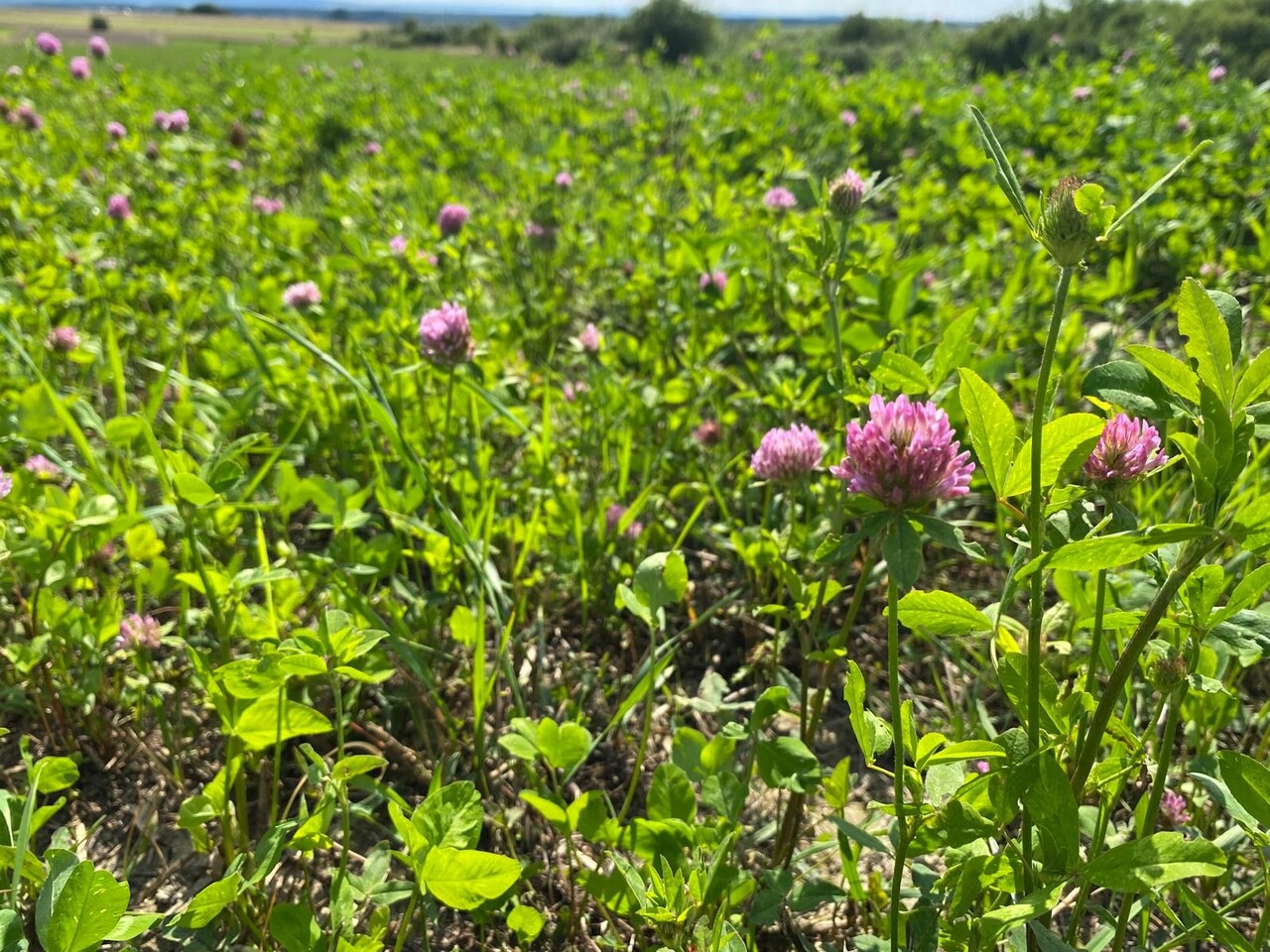 Herbimals Herbimals Rode klaverplant met blad en bloem