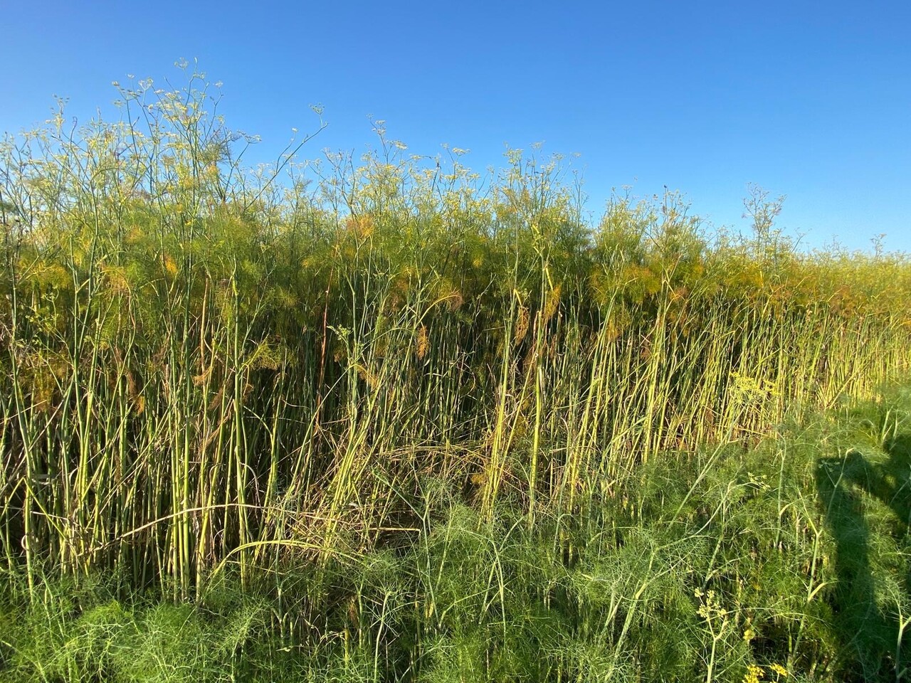 Herbimals Herbimals Venkelplant - grof