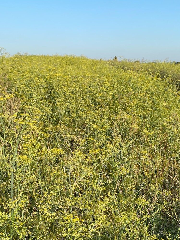 Herbimals Herbimals Venkelplant - grof