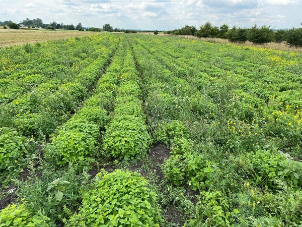 Herbimals Herbimals Citroenmelisse - grof