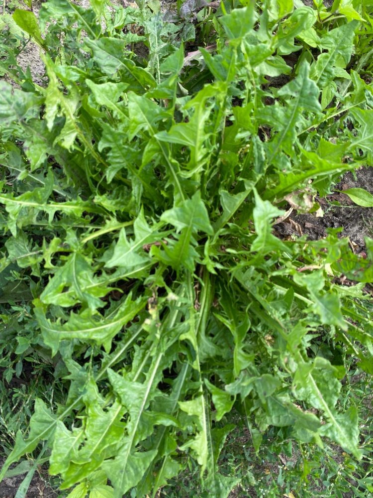 Herbimals Herbimals Paardenbloemblad - grof Herbimals Herbimals Paardenbloemblad - grof