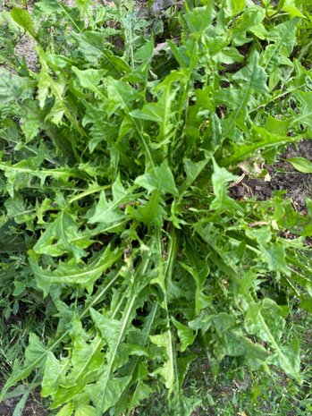 Herbimals Herbimals Paardenbloemblad - grof Herbimals Herbimals Paardenbloemblad - grof