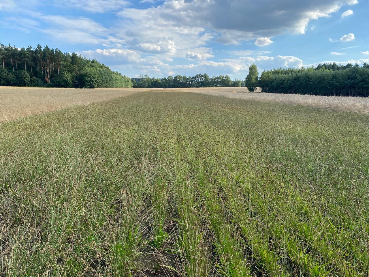 Herbimals Herbimals Smalle weegbree - extra grof - 1 kilo Herbimals Herbimals Smalle weegbree - extra grof - 1 kilo