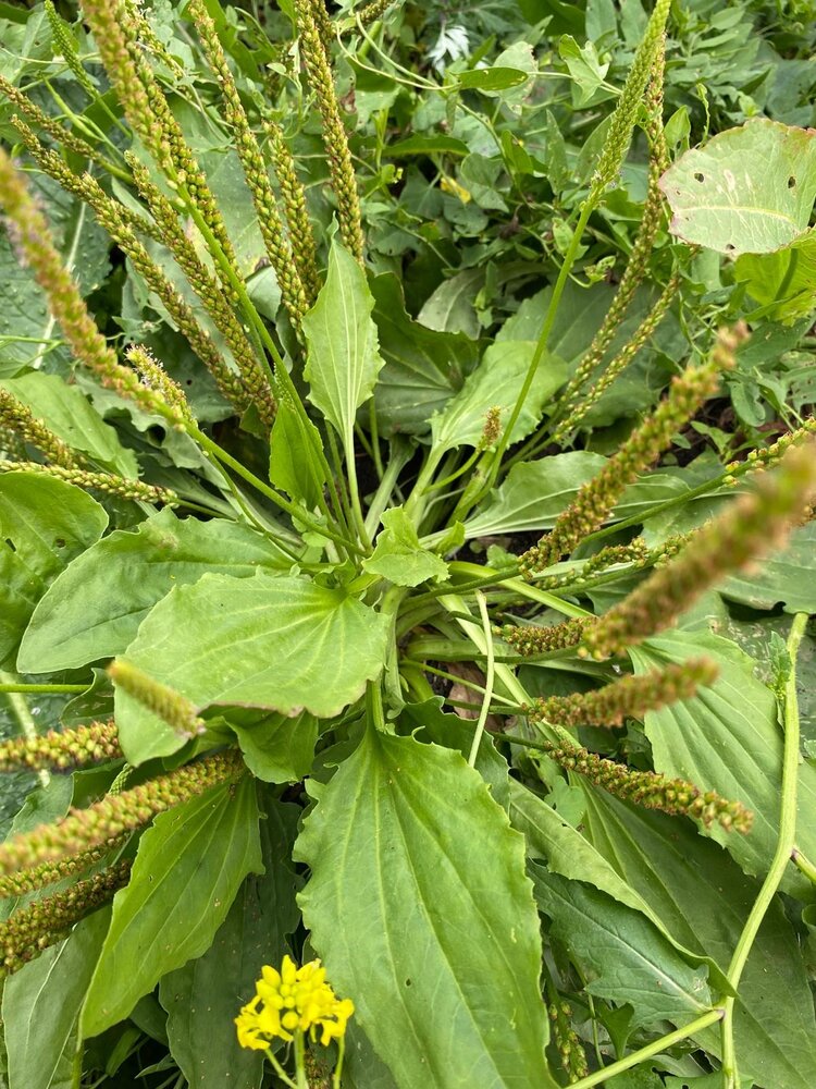 Herbimals Herbimals Brede Weegbree - grof