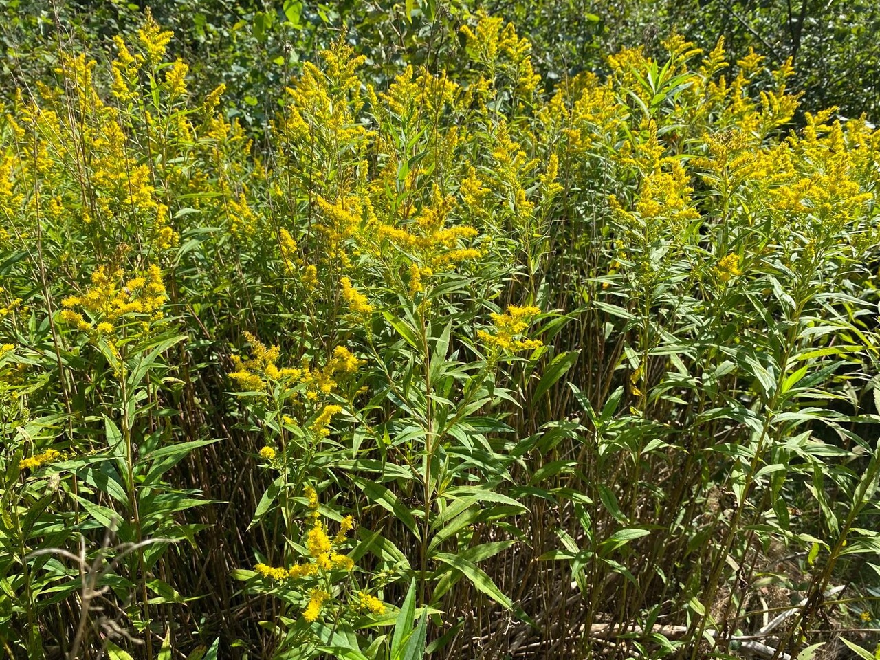 Herbimals Herbimals Guldenroede - fijn