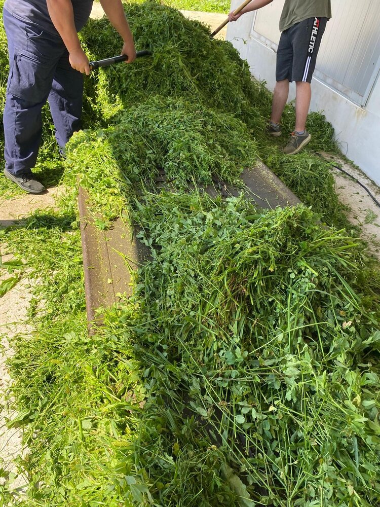 Herbimals Herbimals Luzerne - grof gehakseld