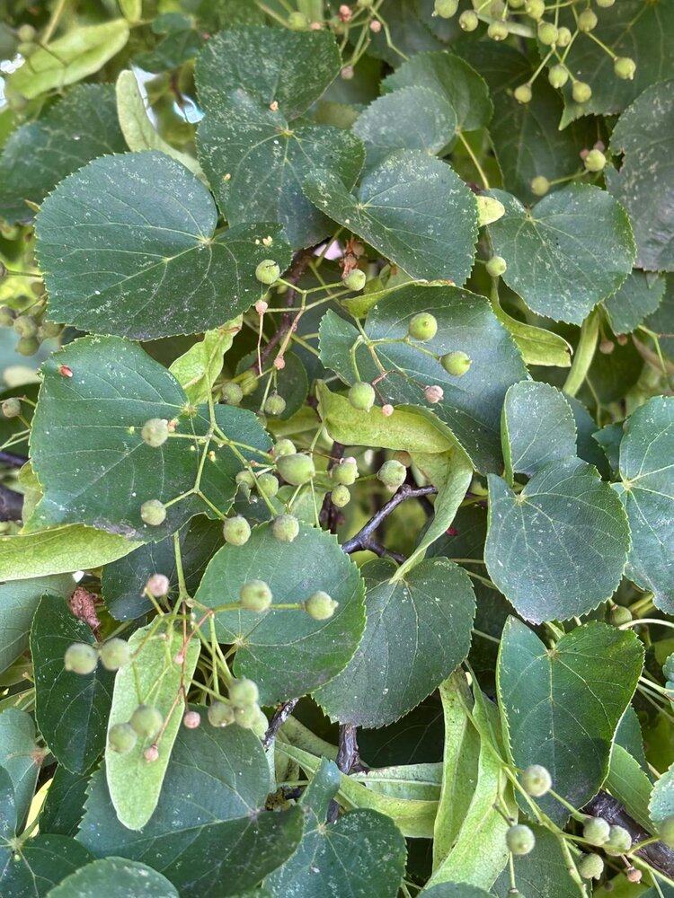 Herbimals Herbimals Lindeblad met bloesem - grof