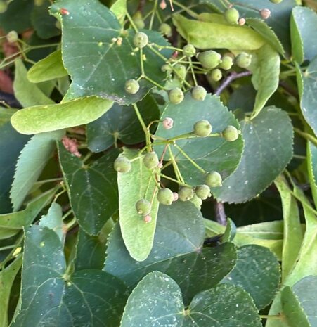 Herbimals Herbimals Lindeblad met bloesem - grof