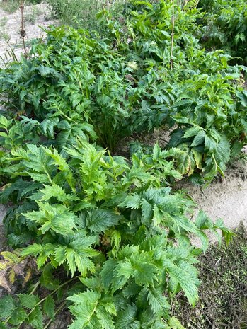 Herbimals Herbimals Valeriaanwortel - fijn