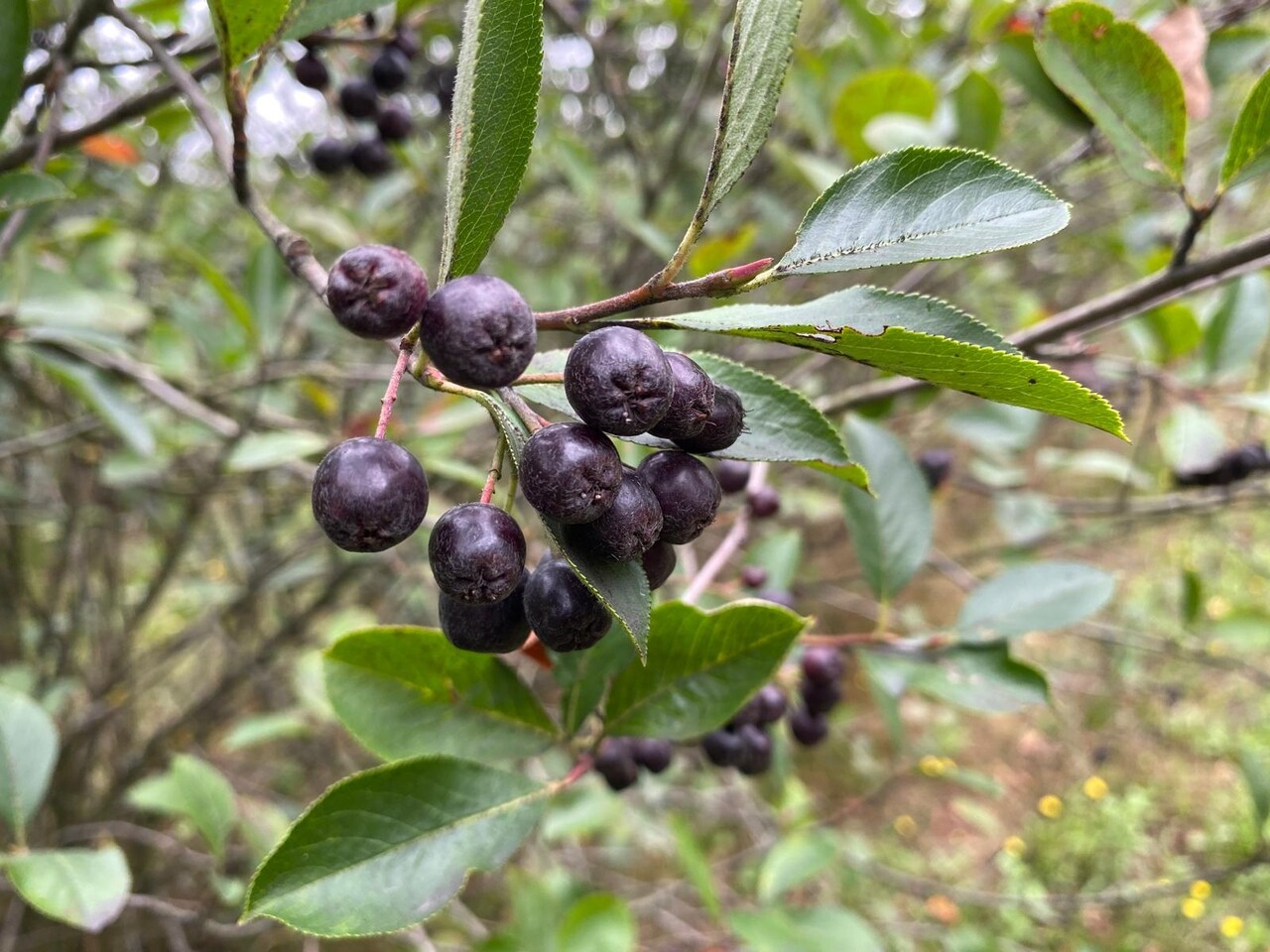 Herbimals Herbimals Appelbes - Aronia Herbimals Herbimals Appelbes - Aronia