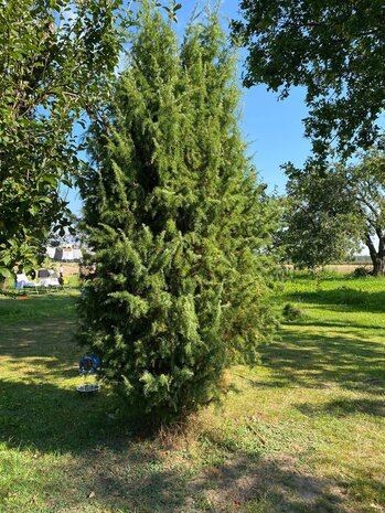 Herbimals Herbimals Jeneverbessen