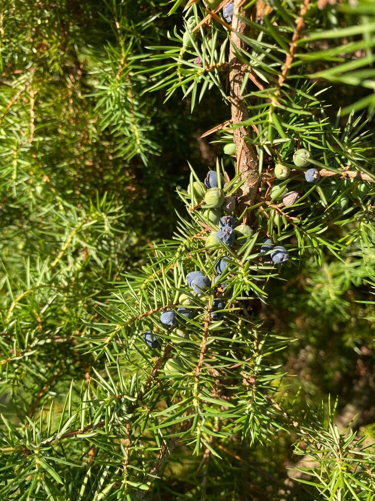 Herbimals Herbimals Jeneverbessen Herbimals Herbimals Jeneverbessen