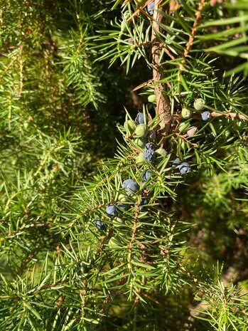 Herbimals Herbimals Jeneverbessen