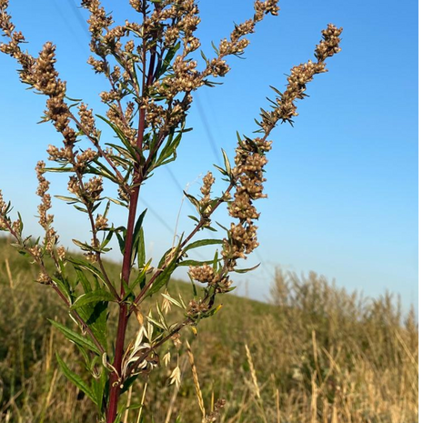 Herbimals Herbimals Bijvoet - grof Herbimals Herbimals Bijvoet - grof
