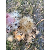 Herbimals Herbimals Mariadistel zaden - 5 gram