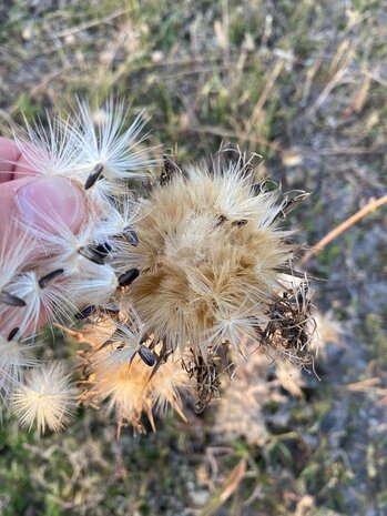 Herbimals Herbimals Mariadistel zaden - 5 gram