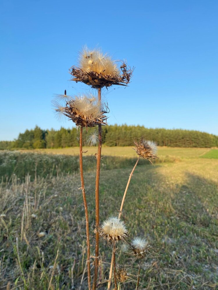 Herbimals Herbimals Mariadistelzaad