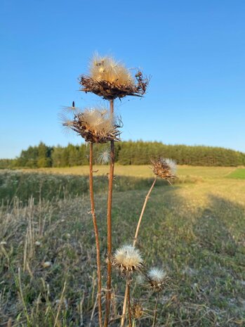 Herbimals Herbimals Mariadistelzaad