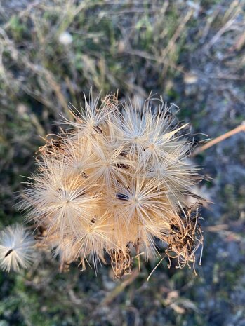 Herbimals Herbimals Mariadistelzaad