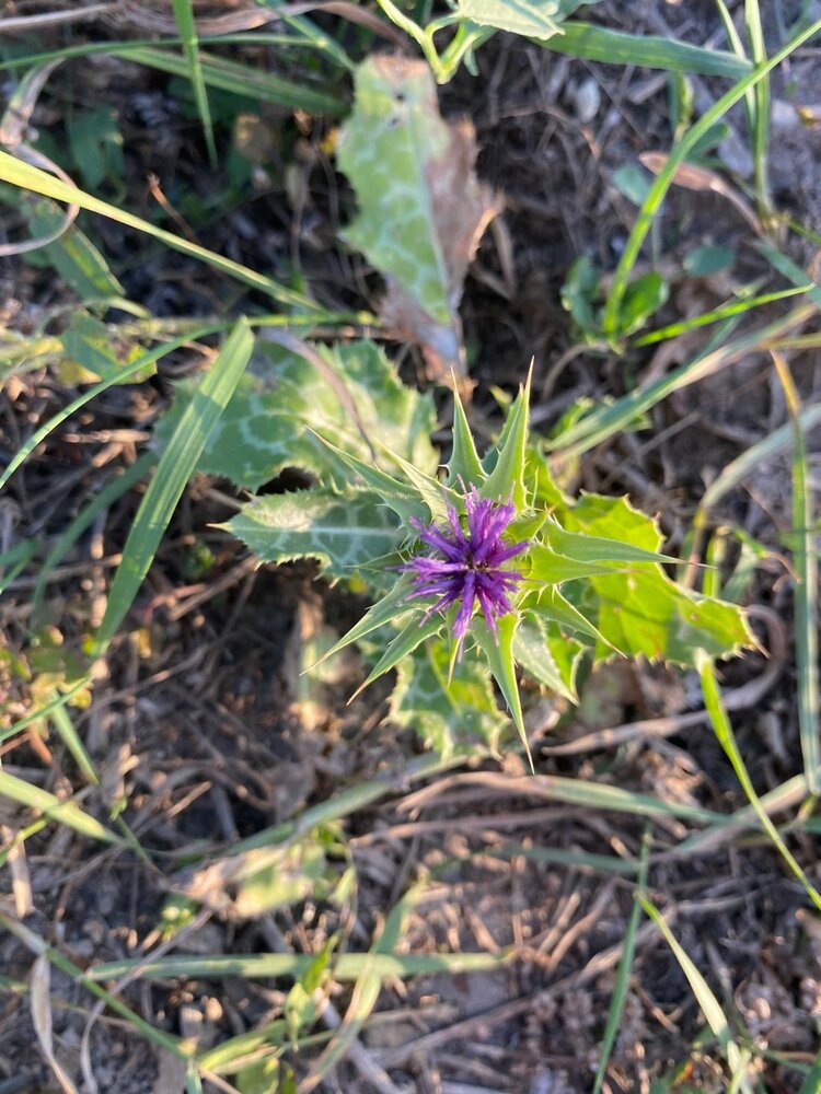 Herbimals Herbimals Mariadistelzaad