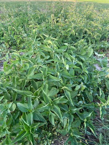 Herbimals Herbimals Brandnetelblad - grof