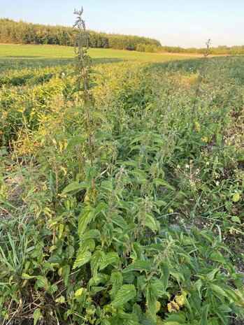 Herbimals Herbimals Brandnetelblad - grof