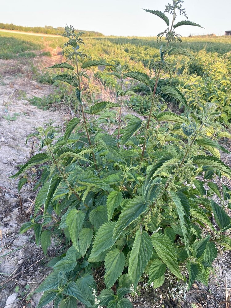 Herbimals Herbimals Brandnetelblad - grof