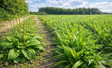 Smalle en brede weegbree voor dieren, wat zegt de wetenschap?