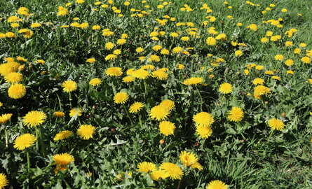 Zoöfarmacognosie - Zelfselectie bij dieren