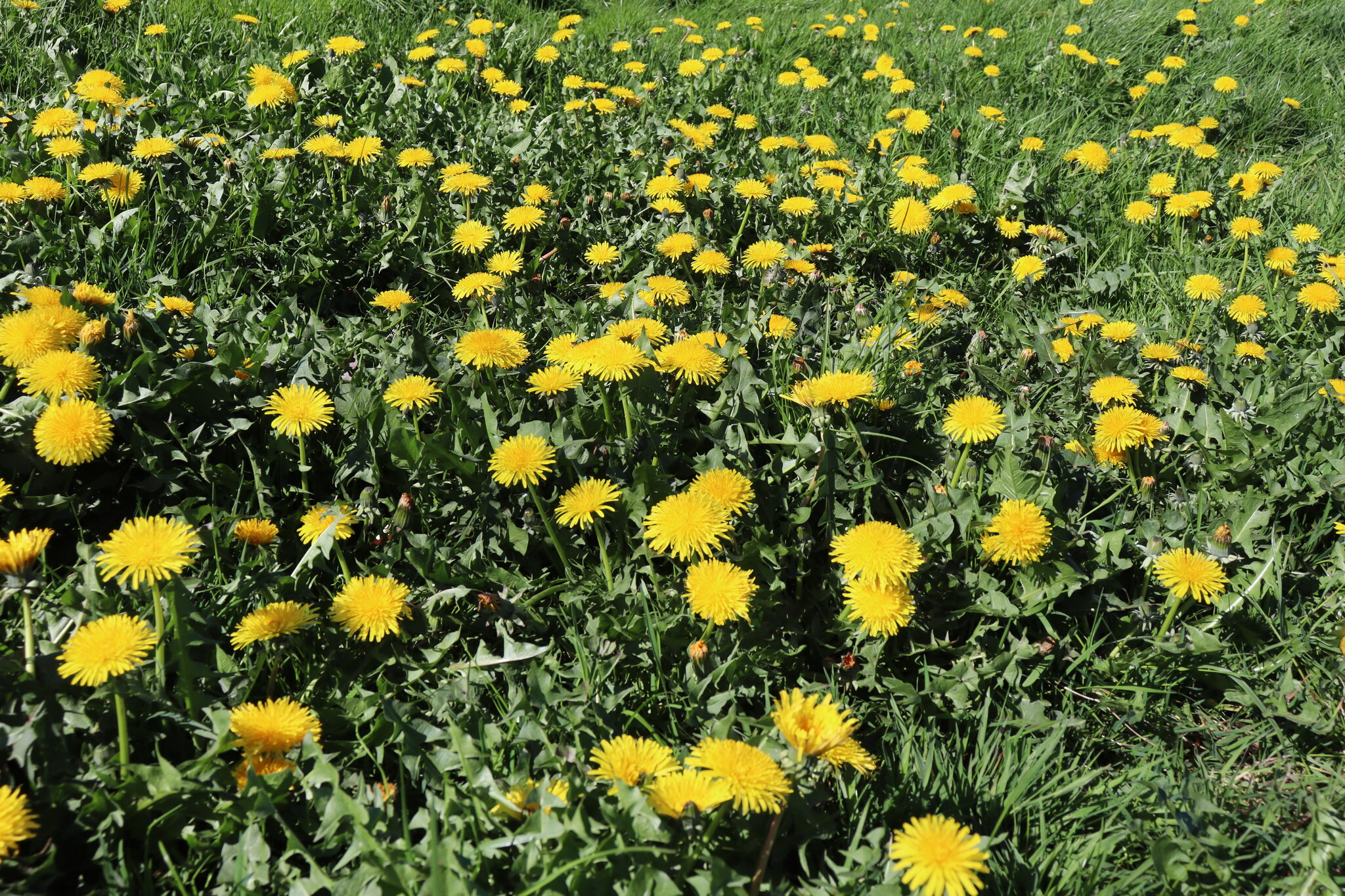 Zoöfarmacognosie - Zelfselectie bij dieren