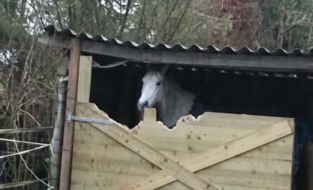 Hout knagen: gedragsprobleem of seizoenssignaal?