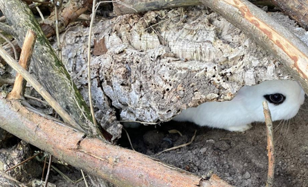 Wanneer mogen konijnen naar buiten?