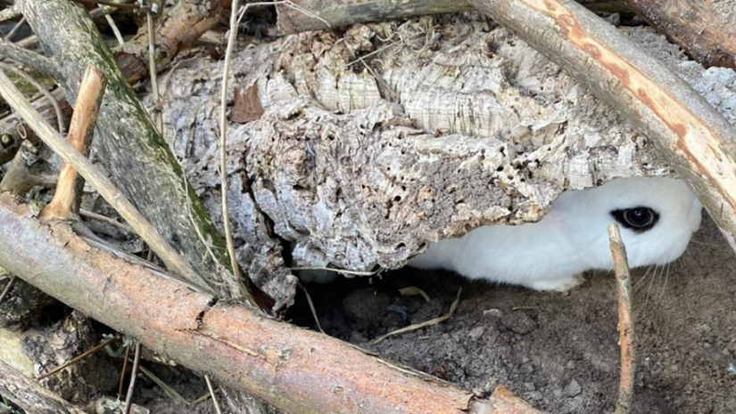 Wanneer mogen konijnen naar buiten?