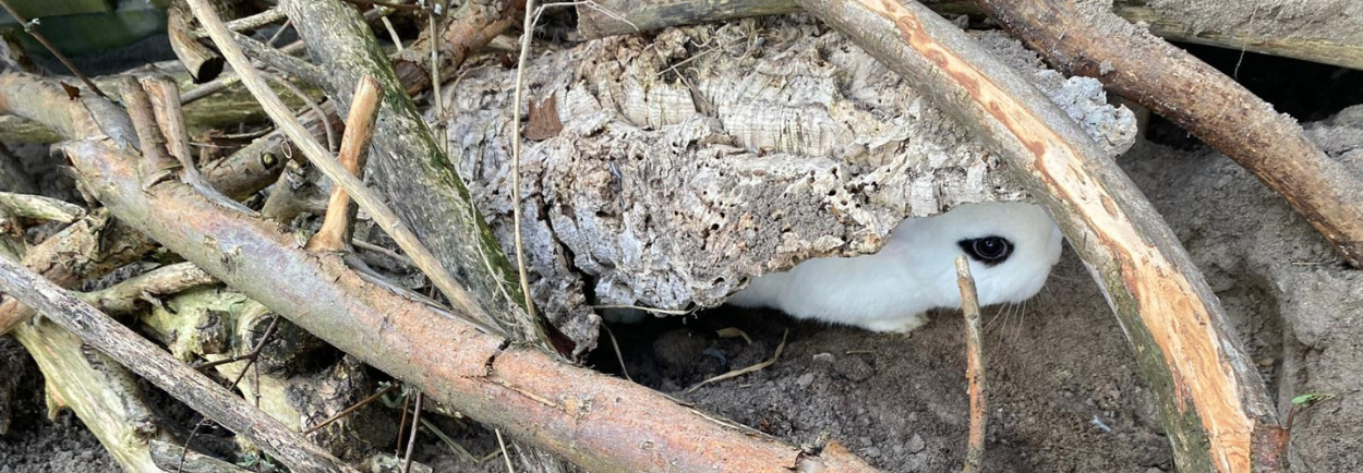 Wanneer mogen konijnen naar buiten?