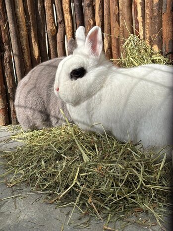 Herbimals Herbimals Premium Oostenrijks Alpenhooi - 4 kilo (2de snede)