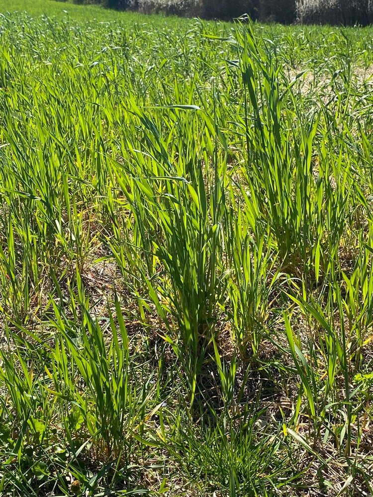 Herbimals Herbimals Gerstegras - grof